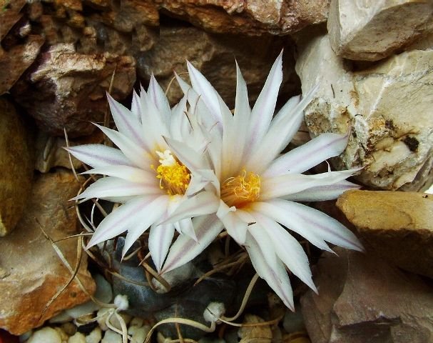 Turbinicarpus _macrochele_ ssp.frailensis _10